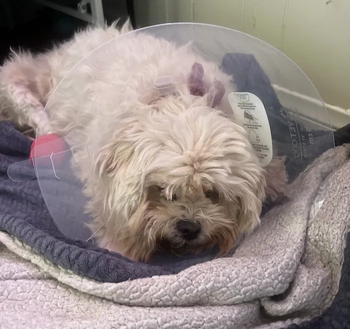 SunnyMead Veterinary Clinic Picture 5