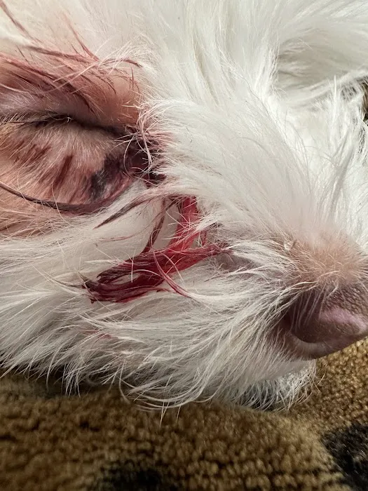 Veterinary Emergency Center of Redlands Picture 7