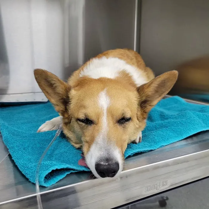 Veterinary Emergency Center of Redlands Picture 6