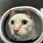 Veterinary Emergency Center of Redlands