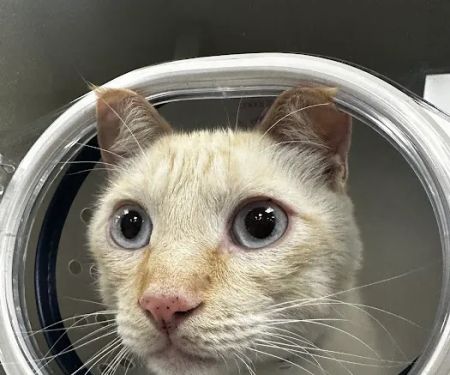 Veterinary Emergency Center of Redlands