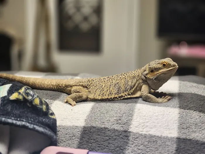Reptile Roadhouse Picture 4