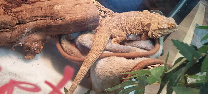 Reptile Roadhouse Picture 1
