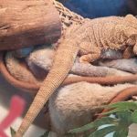 Reptile Roadhouse