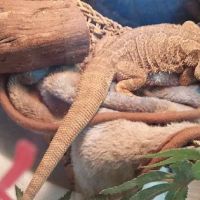 Reptile Roadhouse ico