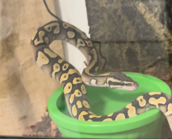 Reptile Roadhouse Picture 2