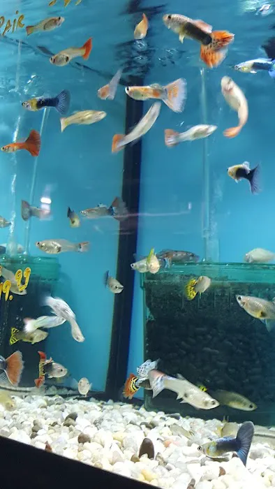 Aquariums By JJ Picture 9