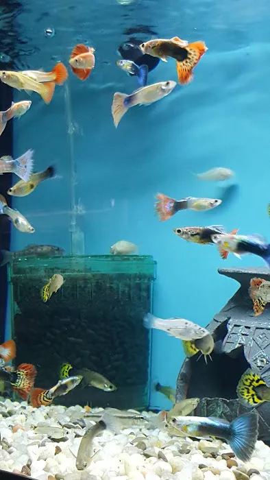 Aquariums By JJ Picture 6