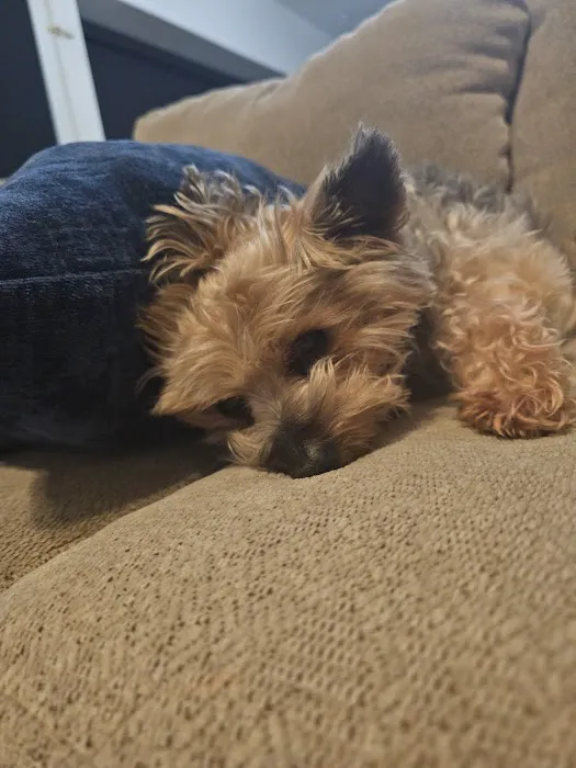 Redlands Animal Hospital, Inc. Picture 7