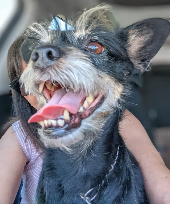 Redlands Animal Hospital, Inc. Picture 2