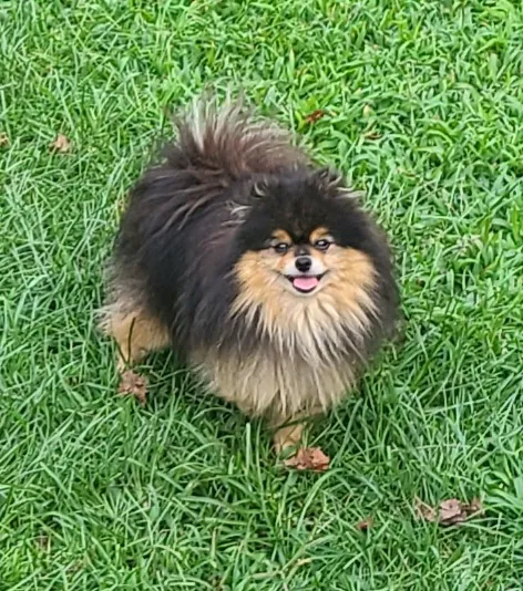 Bella Luna Pomeranians Picture 10