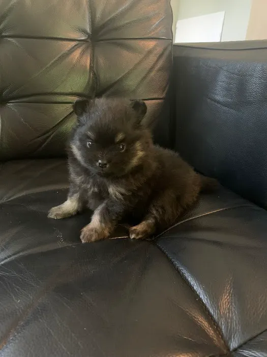 Bella Luna Pomeranians Picture 4