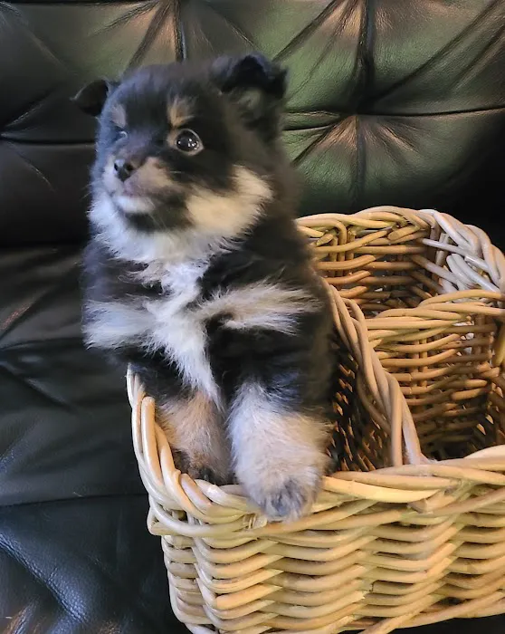 Bella Luna Pomeranians Picture 9