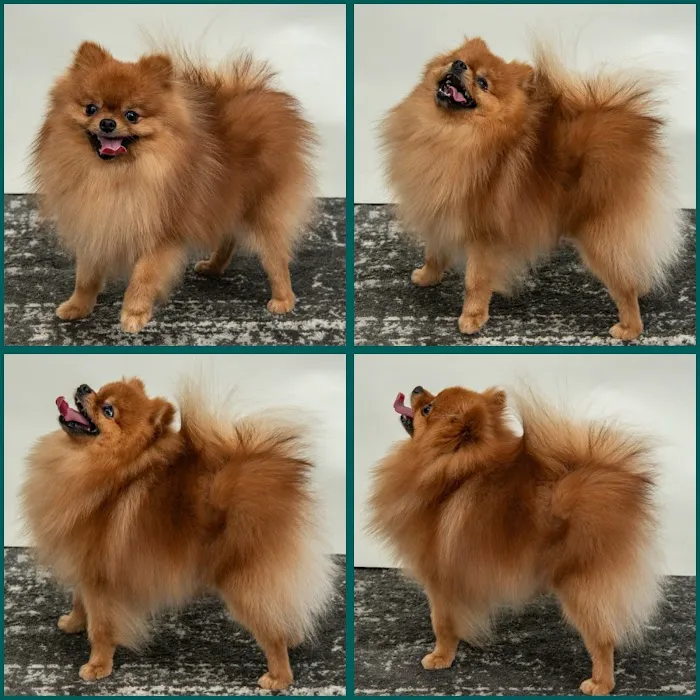 Bella Luna Pomeranians Picture 7
