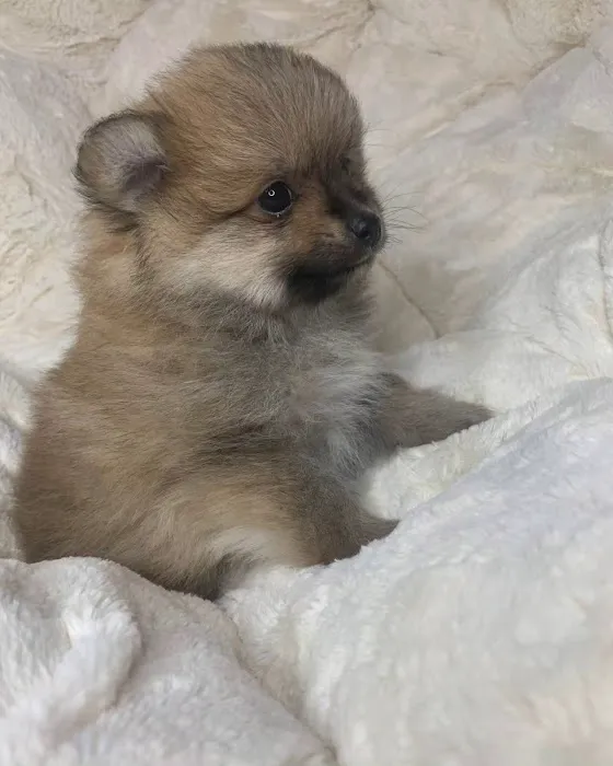 Bella Luna Pomeranians Picture 8