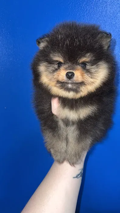 Bella Luna Pomeranians Picture 1
