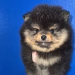 Bella Luna Pomeranians