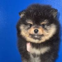 Bella Luna Pomeranians ico