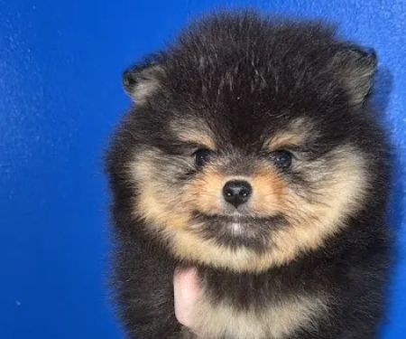 Bella Luna Pomeranians