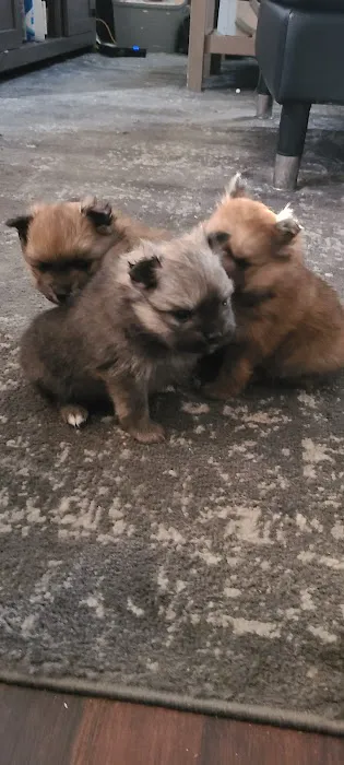 Bella Luna Pomeranians Picture 2
