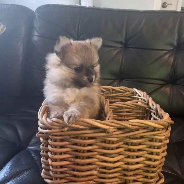 Bella Luna Pomeranians Picture 5