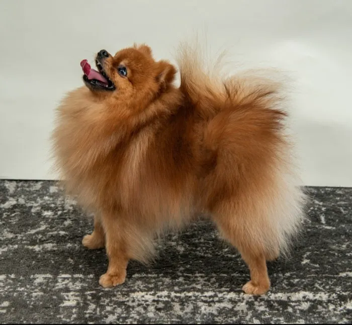 Bella Luna Pomeranians Picture 3