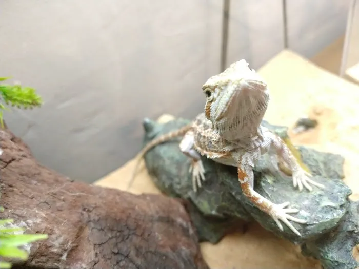 Jurassic Feeders & Beastly Exotics Picture 4