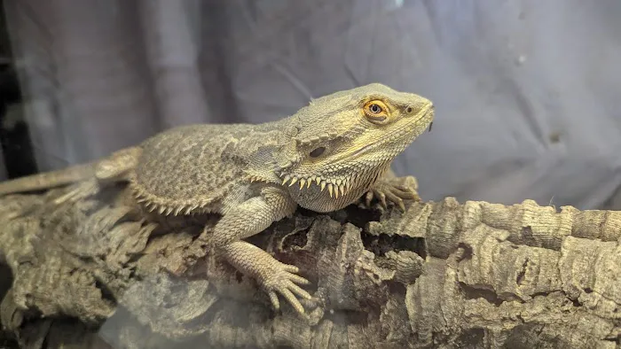 Jurassic Feeders & Beastly Exotics Picture 6