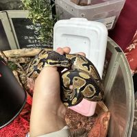 Jurassic Feeders & Beastly Exotics ico