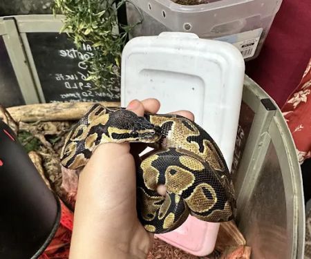 Jurassic Feeders & Beastly Exotics