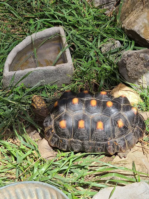 Jurassic Feeders & Beastly Exotics Picture 10