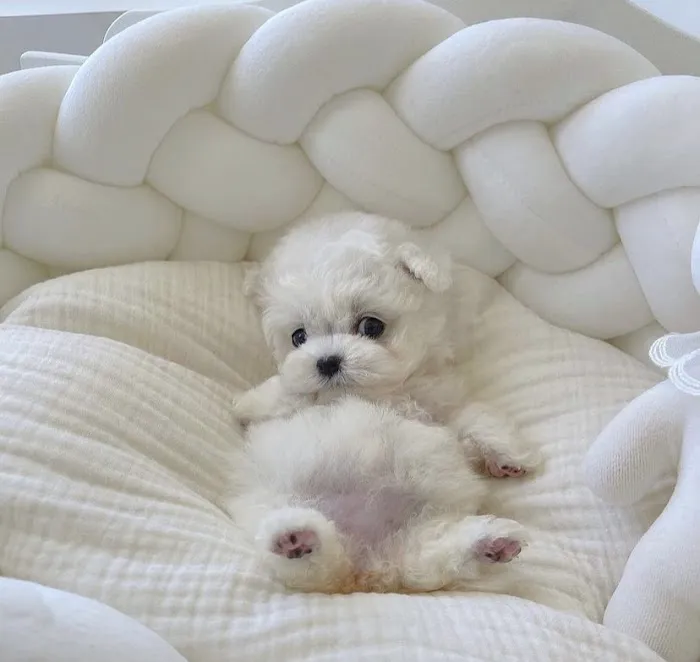 The Puppy Shop Picture 5