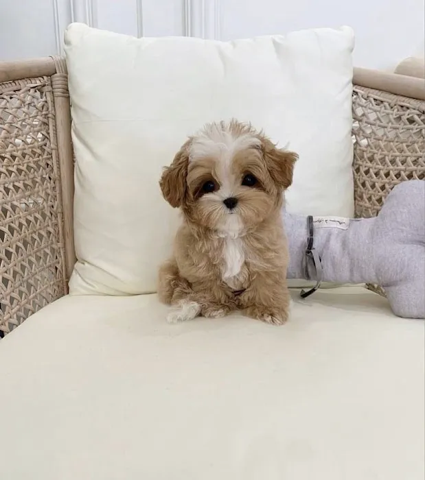 The Puppy Shop Picture 4