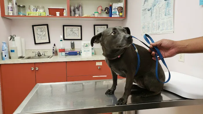 Ala-Palm Animal Hospital Picture 1