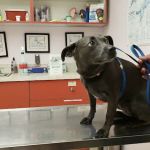 Ala-Palm Animal Hospital