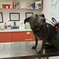 Ala-Palm Animal Hospital ico