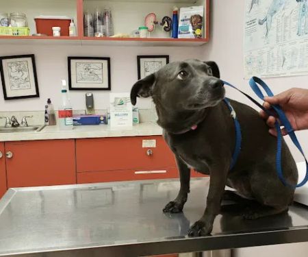 Ala-Palm Animal Hospital