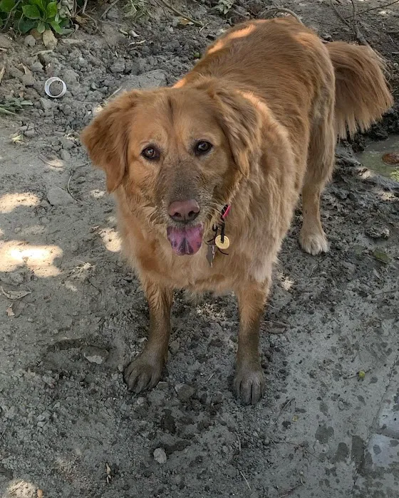 Rimforest Animal Hospital Picture 1