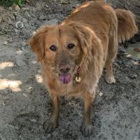 Rimforest Animal Hospital ico