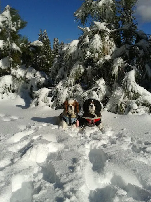 Rimforest Animal Hospital Picture 9
