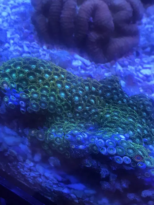 Capital Aquarium Picture 3