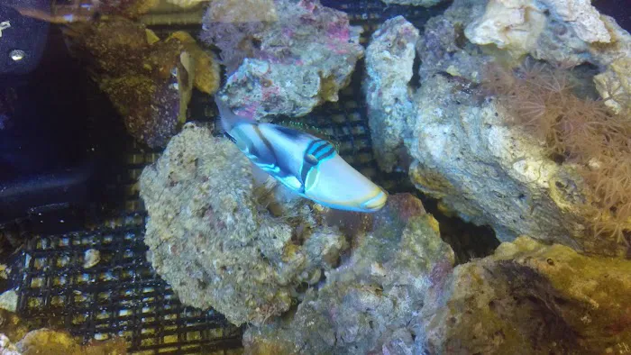 Capital Aquarium Picture 6