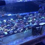 Capital Aquarium