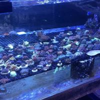 Capital Aquarium ico