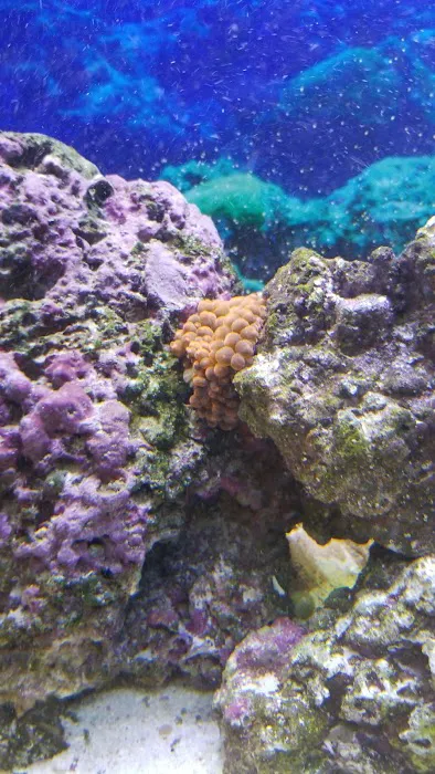 Capital Aquarium Picture 9