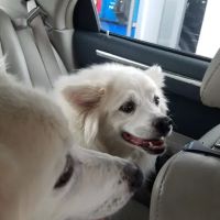 Petco ico