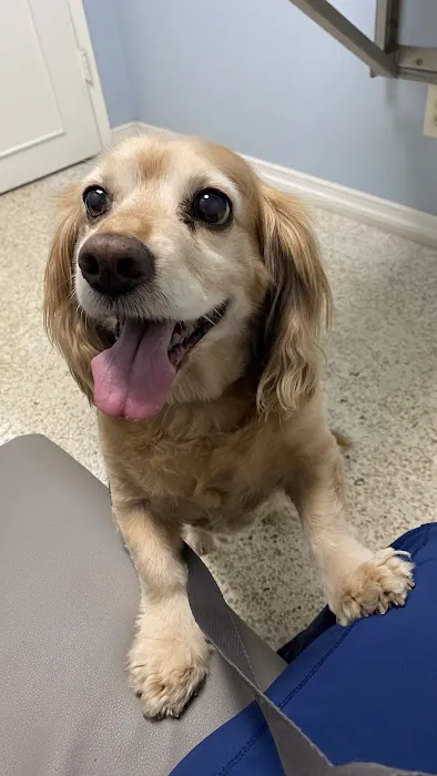 Animal Medical Center of Redlands Picture 4