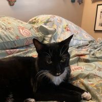 Animal Medical Center of Redlands ico