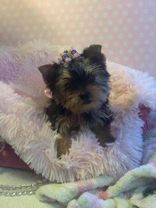 Lil Divas Puppy Boutique Picture 2