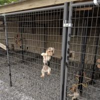 Lil Divas Puppy Boutique ico